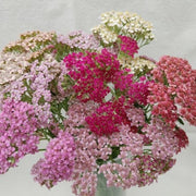 Yarrow - Colorado Mix