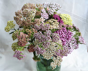 Yarrow - Summer Pastels