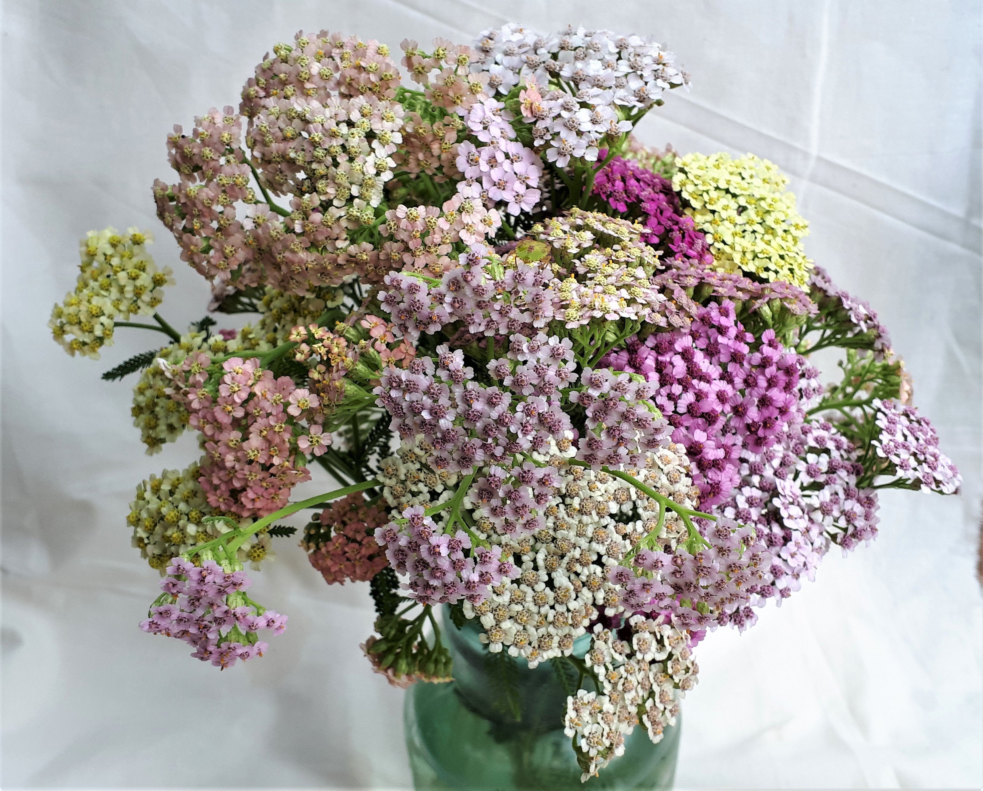 Yarrow - Summer Pastels