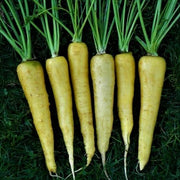 Yellowstone Carrot