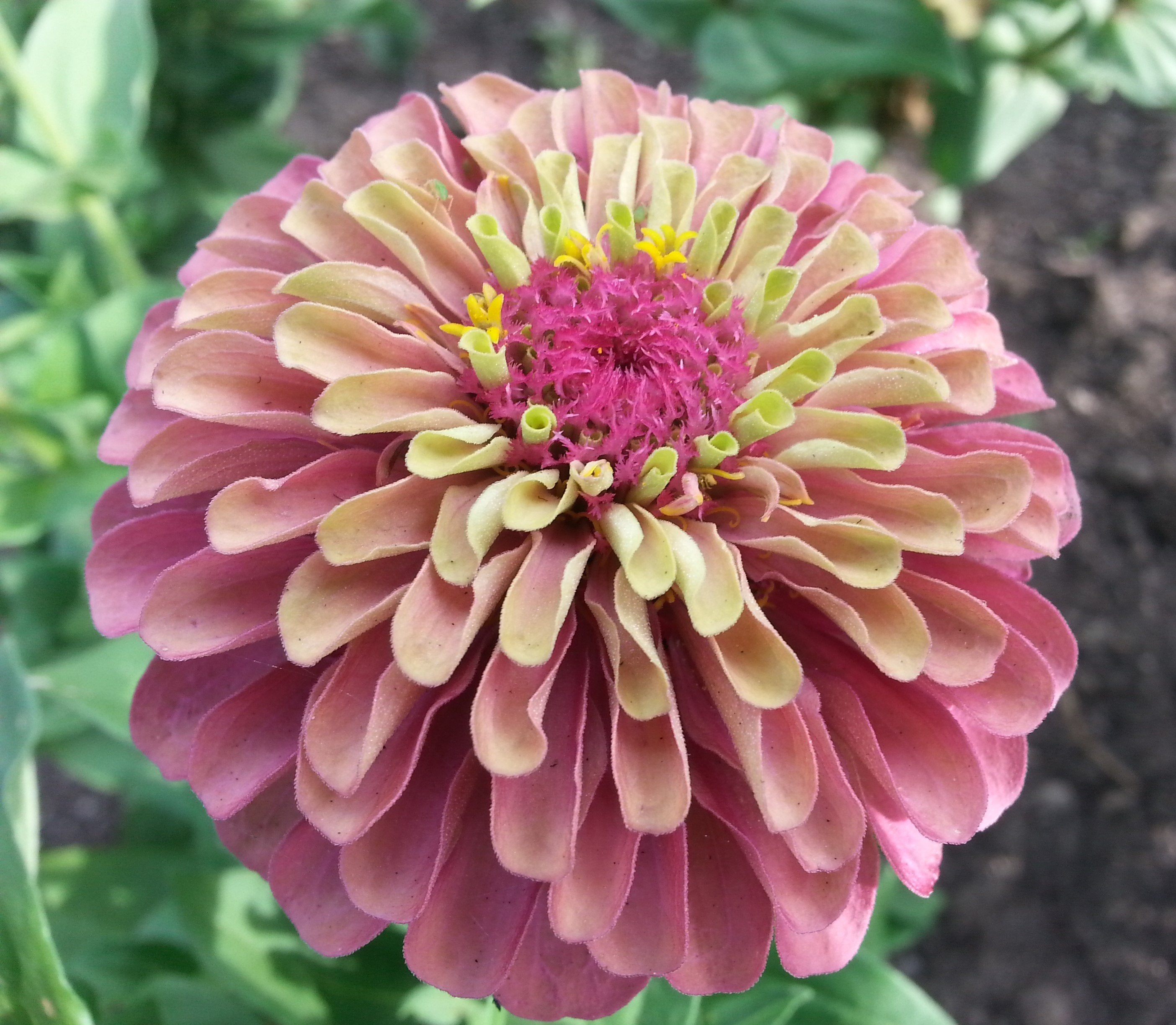 Zinnia - Queeny Red Lime – Hawthorn Farm