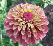 Zinnia - Queeny Red Lime