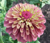 Zinnia - Queeny Red Lime