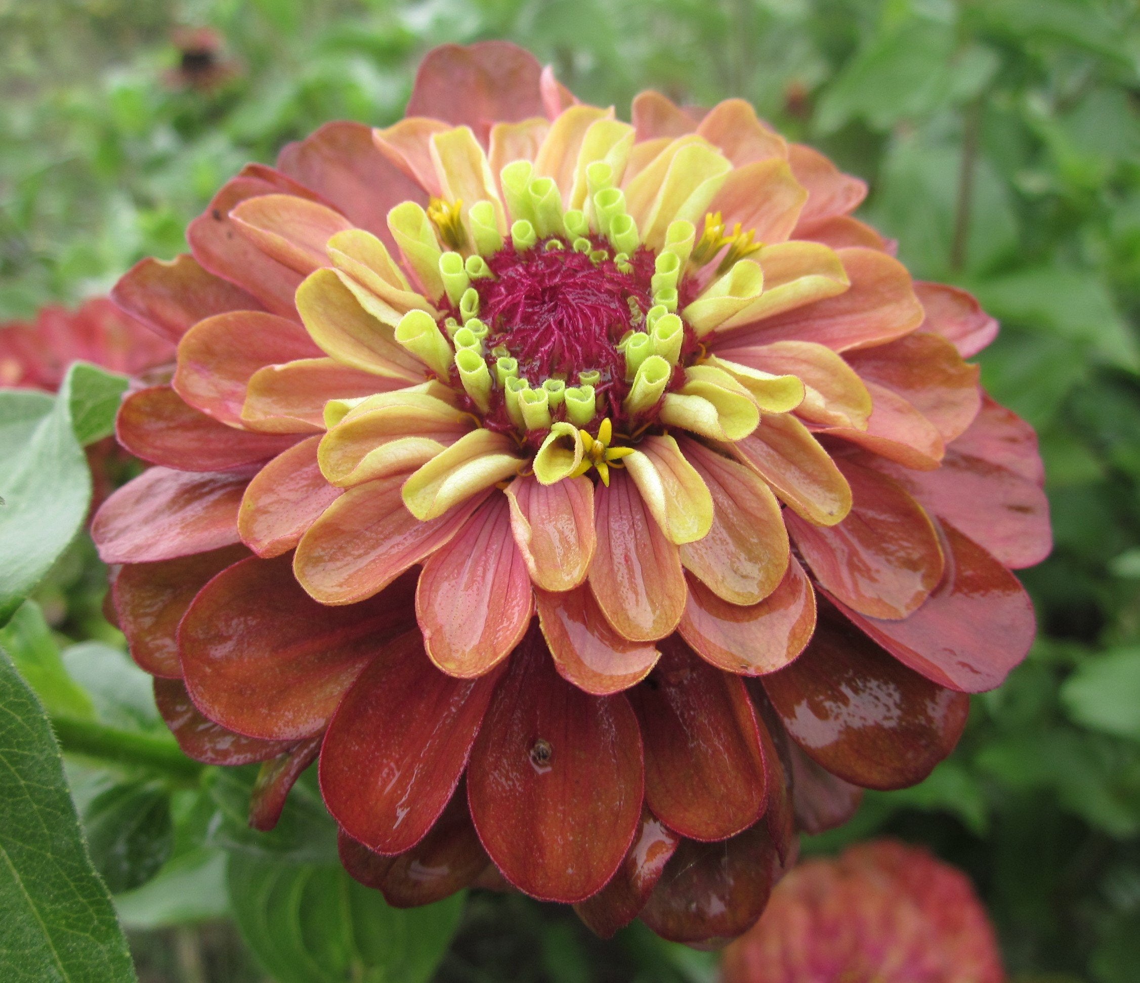 フラワーレキシントン Zinnia - Queeny Red Lime – Hawthorn Farm